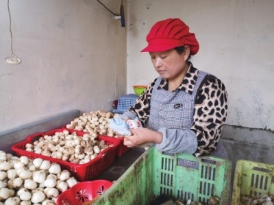 上线阿里丰收节 正宗兰州百合在天猫上拍了拍你